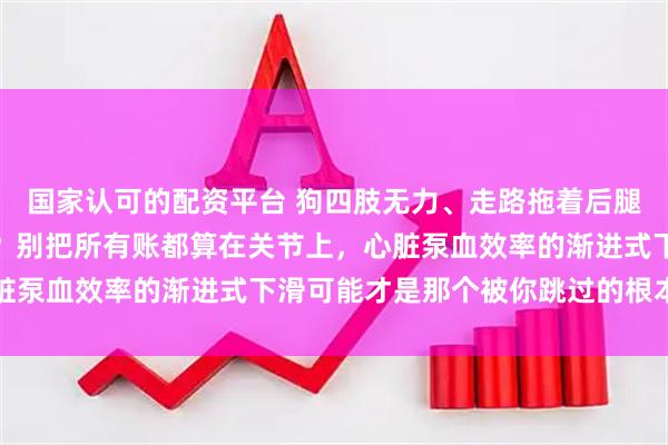 国家认可的配资平台 狗四肢无力、走路拖着后腿、精神头一天不如一天？别把所有账都算在关节上，心脏泵血效率的渐进式下滑可能才是那个被你跳过的根本变量